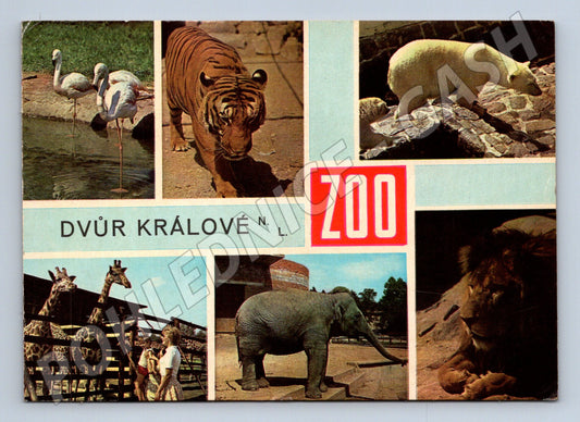 Pohlednice Dvůr Králové nad Labem ZOO zvířata 1970 (M22592)