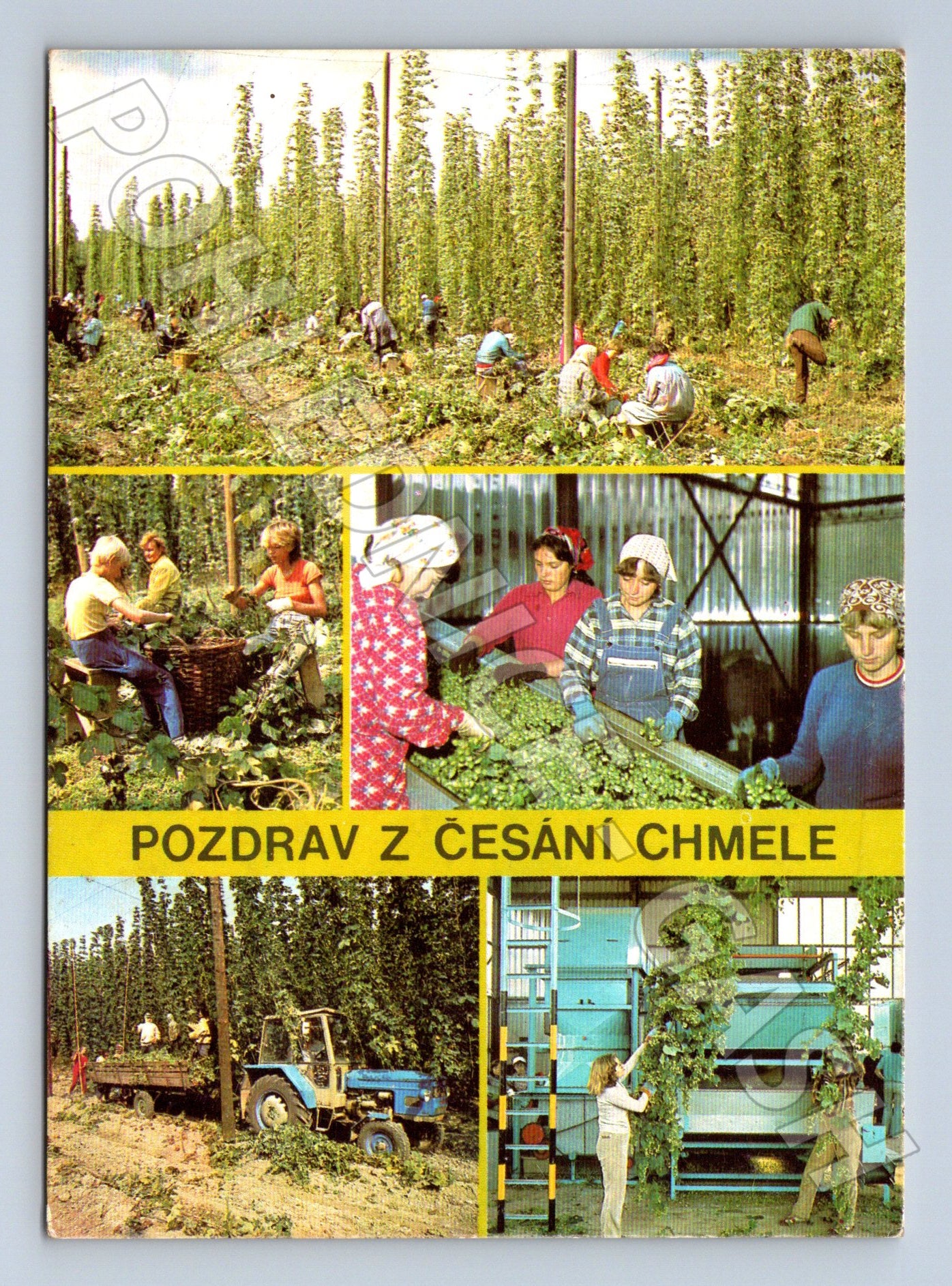 Pohlednice česání chmele 1986 (M22614)