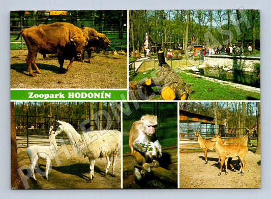 Pohlednice Hodonín Zoopark se zvířaty (M22664)
