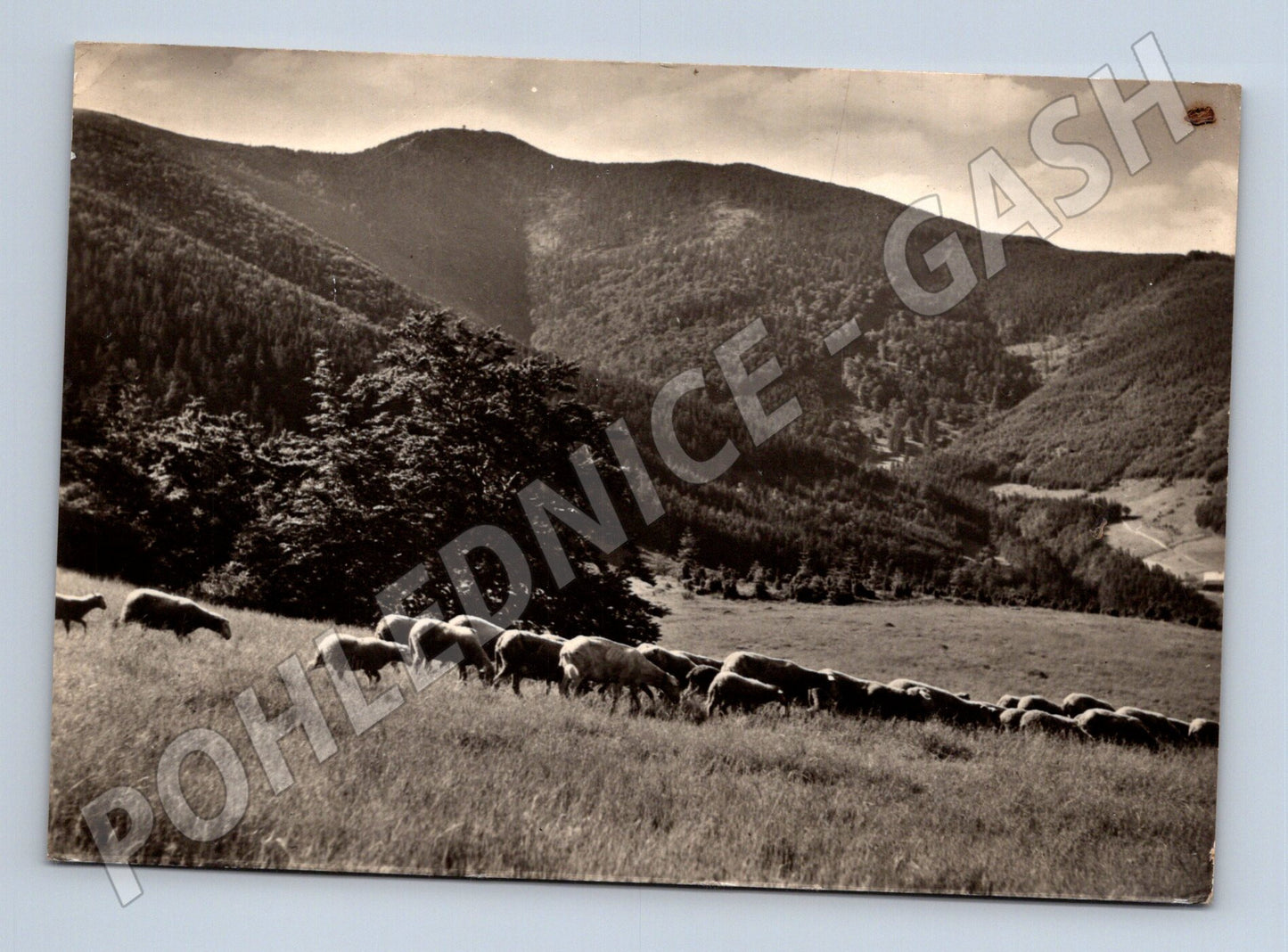 Pohlednice Lysá Hora ovce pastva 1963 (M22930)