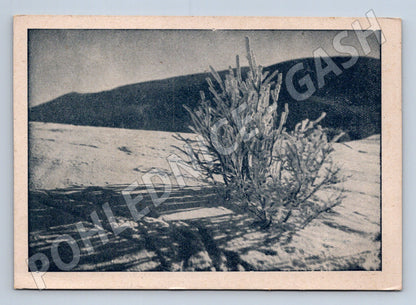Pohlednice zimní krajina zmrzlá větev (M23435)