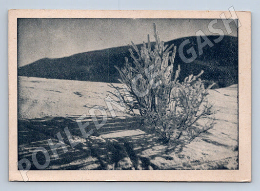 Pohlednice zimní krajina zmrzlá větev (M23435)