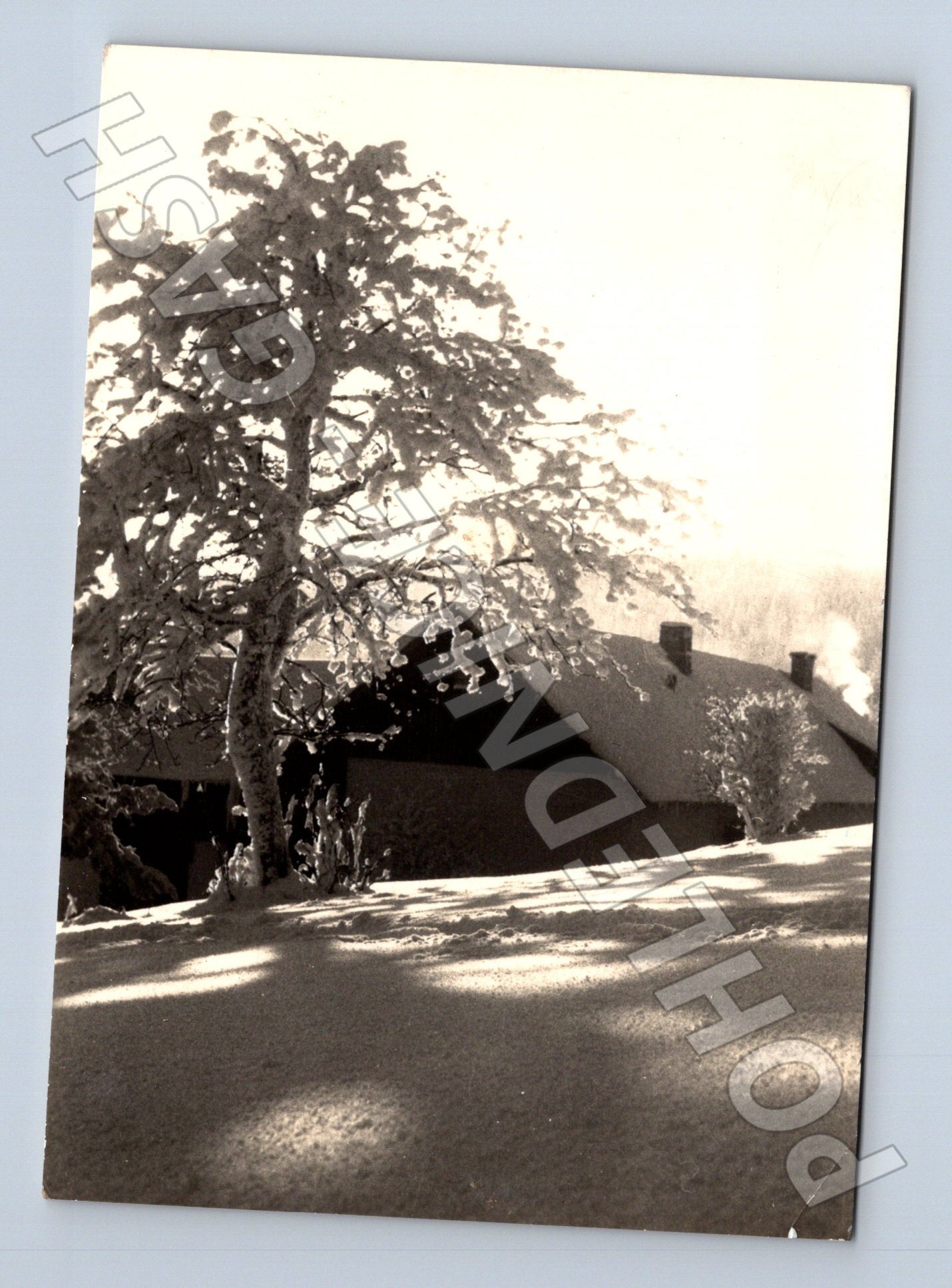 Pohlednice Vánoční zasněžený strom 1949 (M23437)