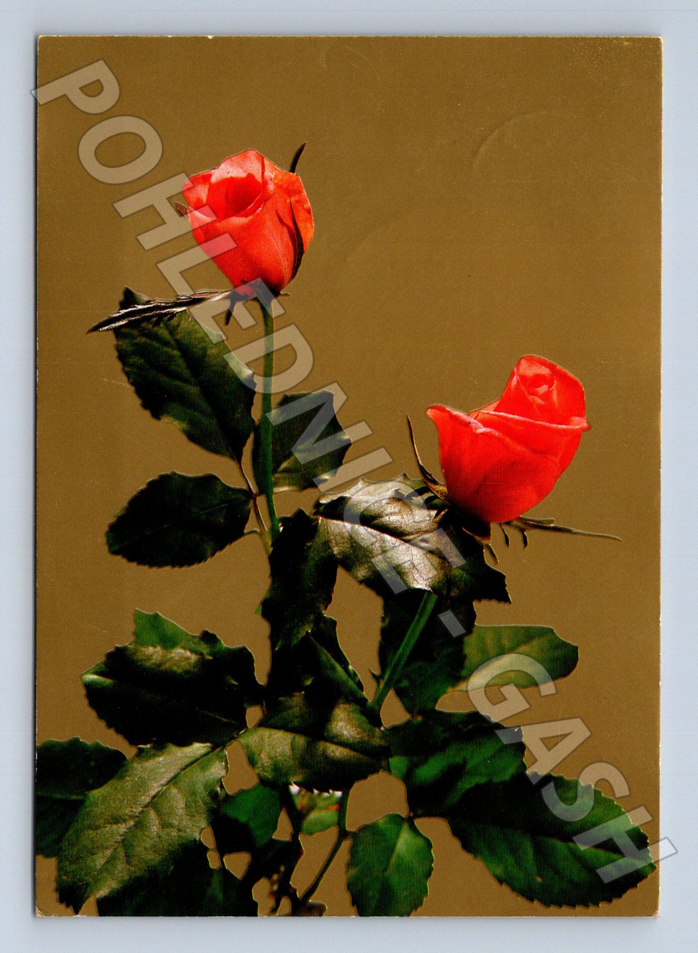 Pohlednice dvě červené růže 1985 (M23564)