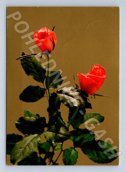 Pohlednice dvě červené růže 1985 (M23564)