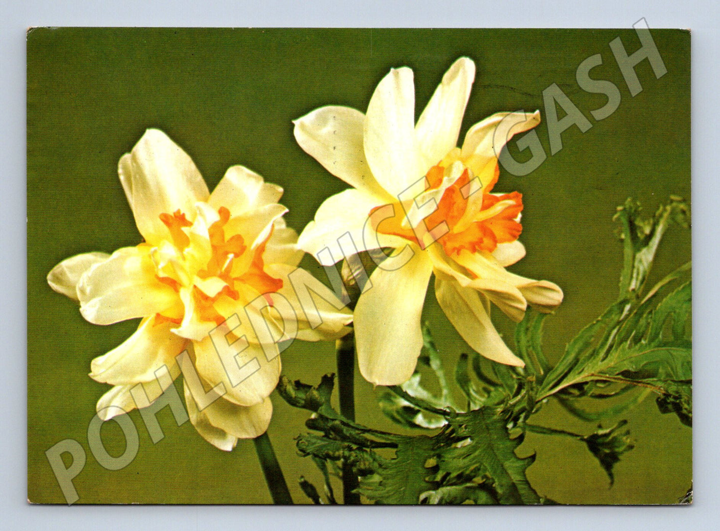 Pohlednice Květiny narcisy 1985 (M23578)