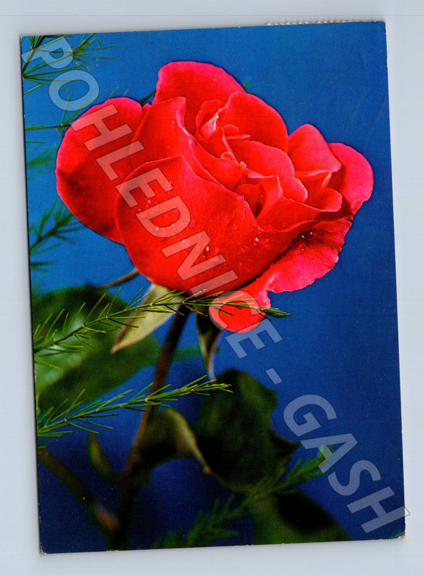 Pohlednice červená růže kapky rosy (M23602)