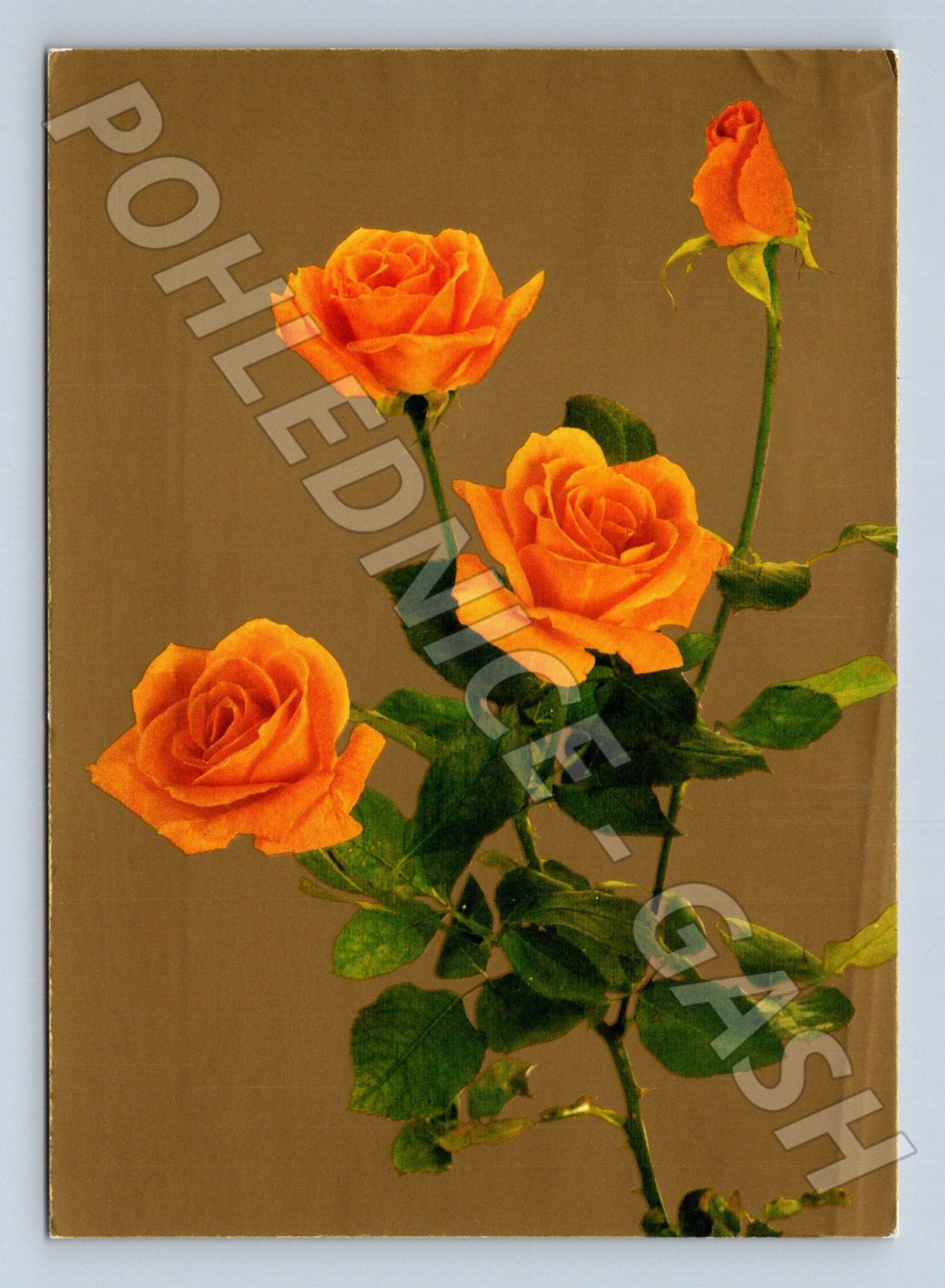 Pohlednice oranžové růže 1960 (M23623)