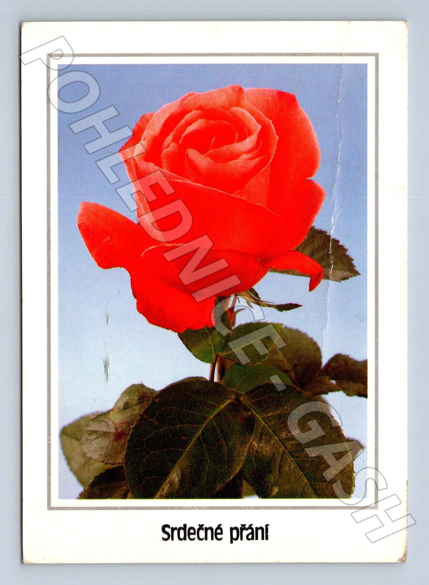 Pohlednice Srdečné přání červená růže 1989 (M23665)