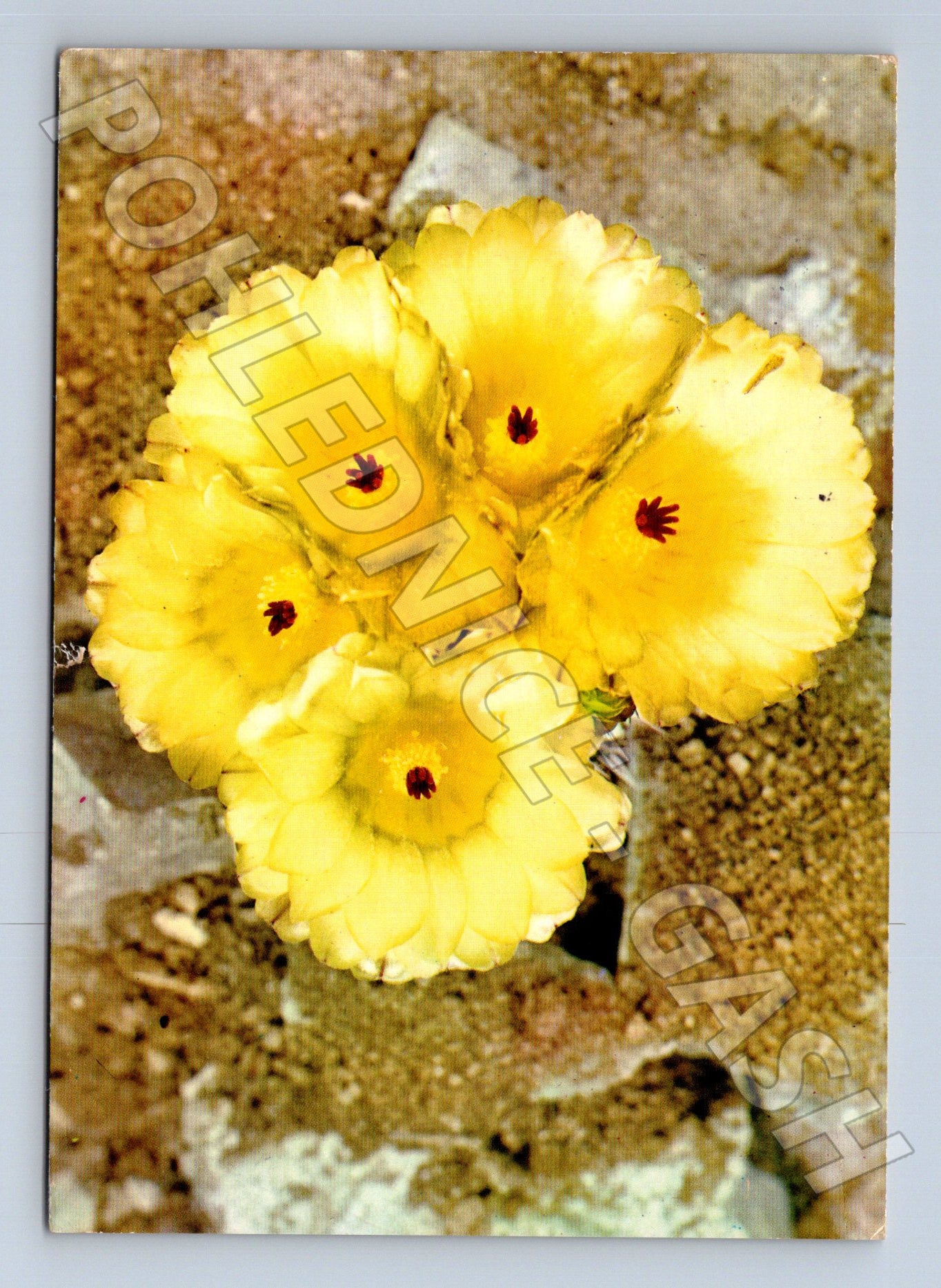 Pohlednice Německo kaktus Notocactus submammulosus 1975 (M23693)