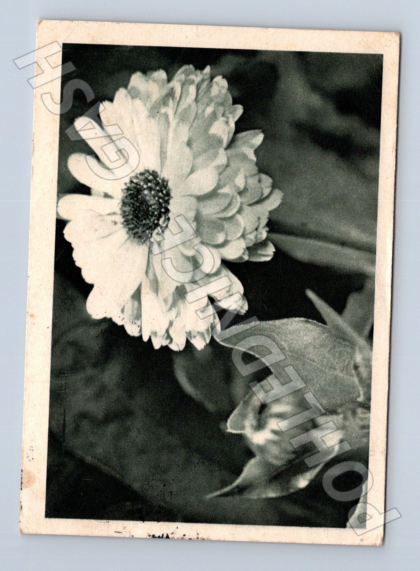 Pohlednice Dolní Újezd květina 1948 (M23706)