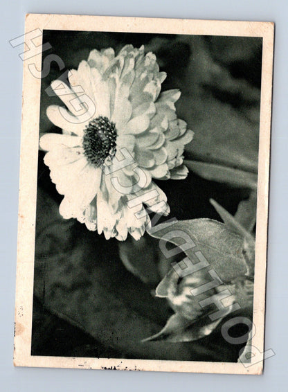 Pohlednice Dolní Újezd květina 1948 (M23706)