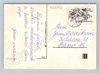 Pohlednice Velikonoční vajíčka s kočičkami (M23746)