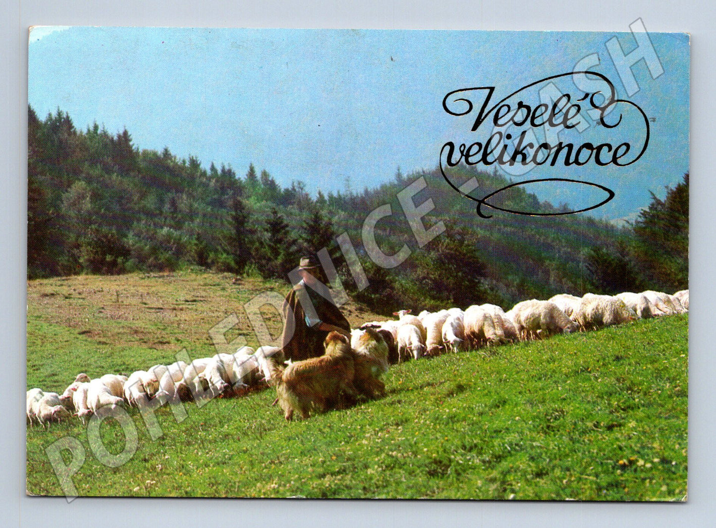 Pohlednice Pastýř se stádem ovcí Veselé velikonoce 1980 (M23790)