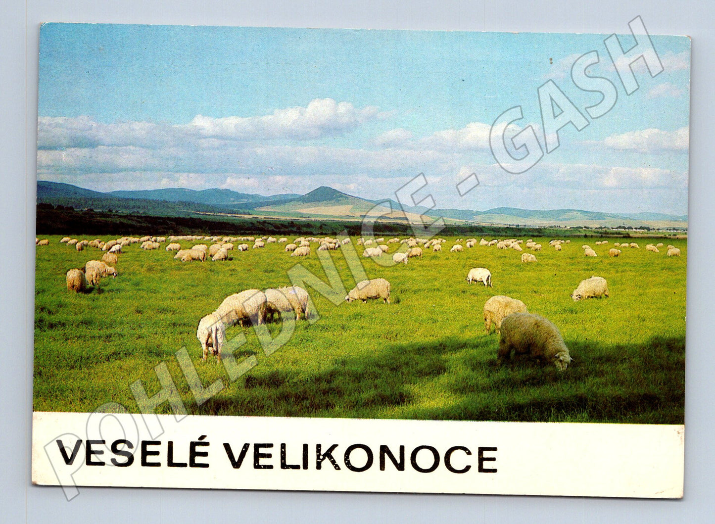 Pohlednice Velikonoce ovce v krajině 1980 (M23791)