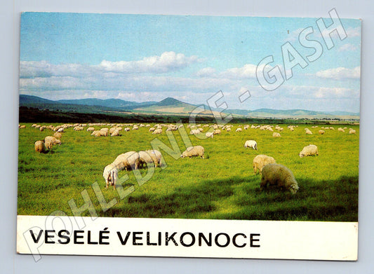 Pohlednice Velikonoce ovce v krajině 1980 (M23791)