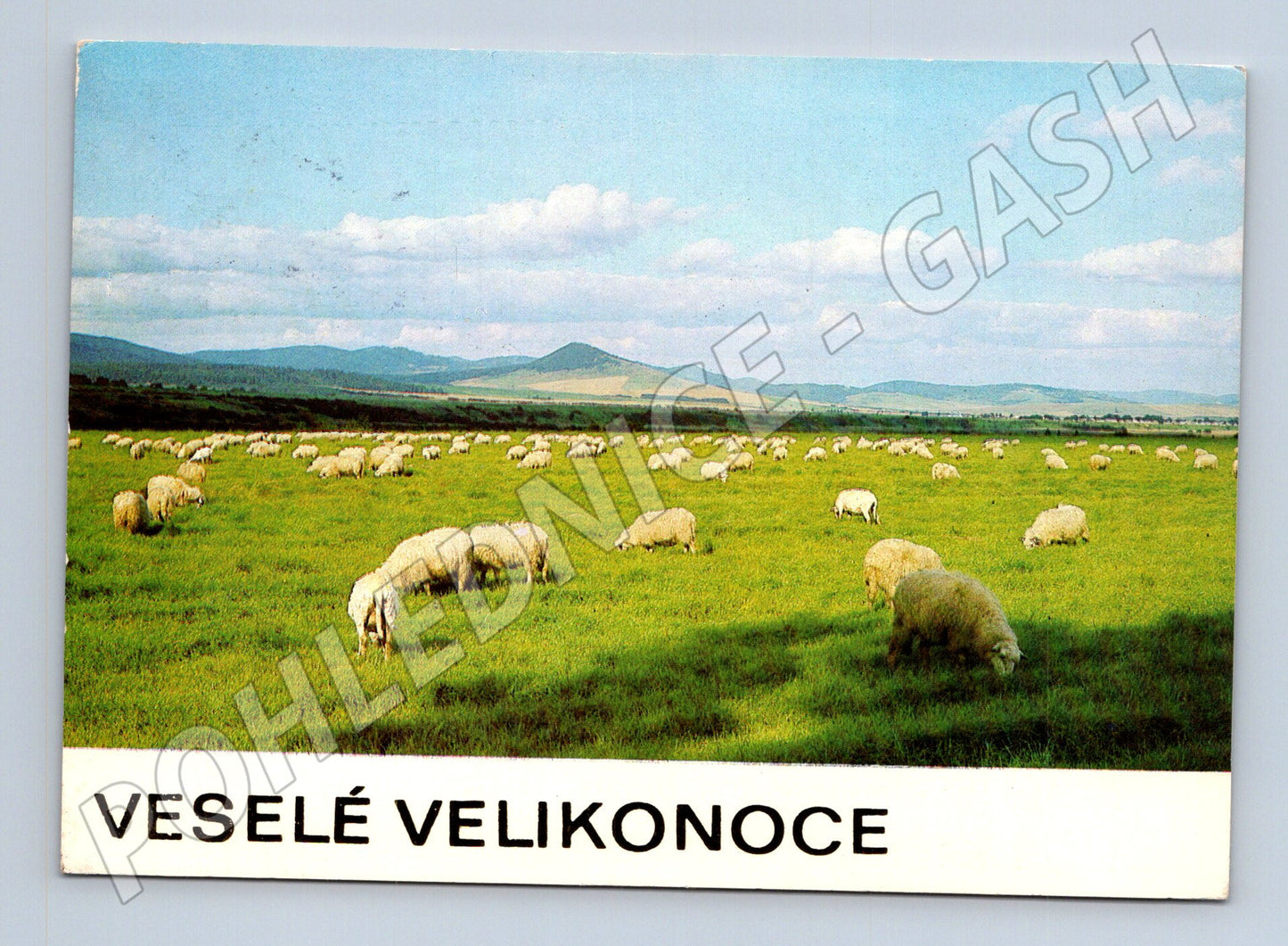 Pohlednice Velikonoce ovce na louce 1971 (M23792)