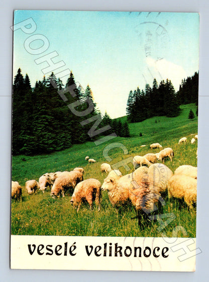 Pohlednice Československo ovce Veselé Velikonoce 1978 (M23794)