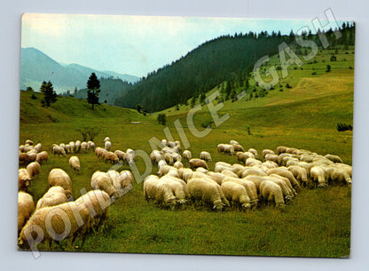 Pohlednice Ovce na pastvině 1973 (M23799)