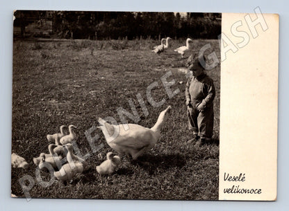 Pohlednice dítě s husami Velikonoce 1950 (M23870)