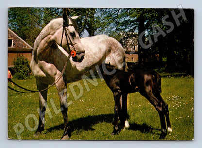 Pohlednice Maďarsko kůň s hříbětem 1983 (M23905)