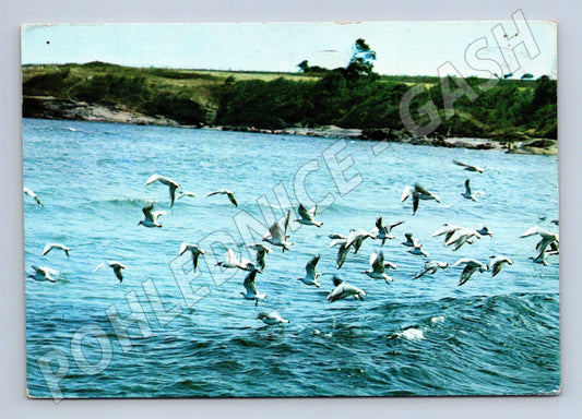 Pohlednice Bulharsko Černomořské pobřeží racci 1986 (M23908)