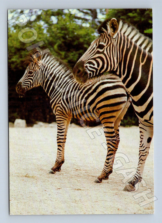 Pohlednice zebry 1989 (M23909)