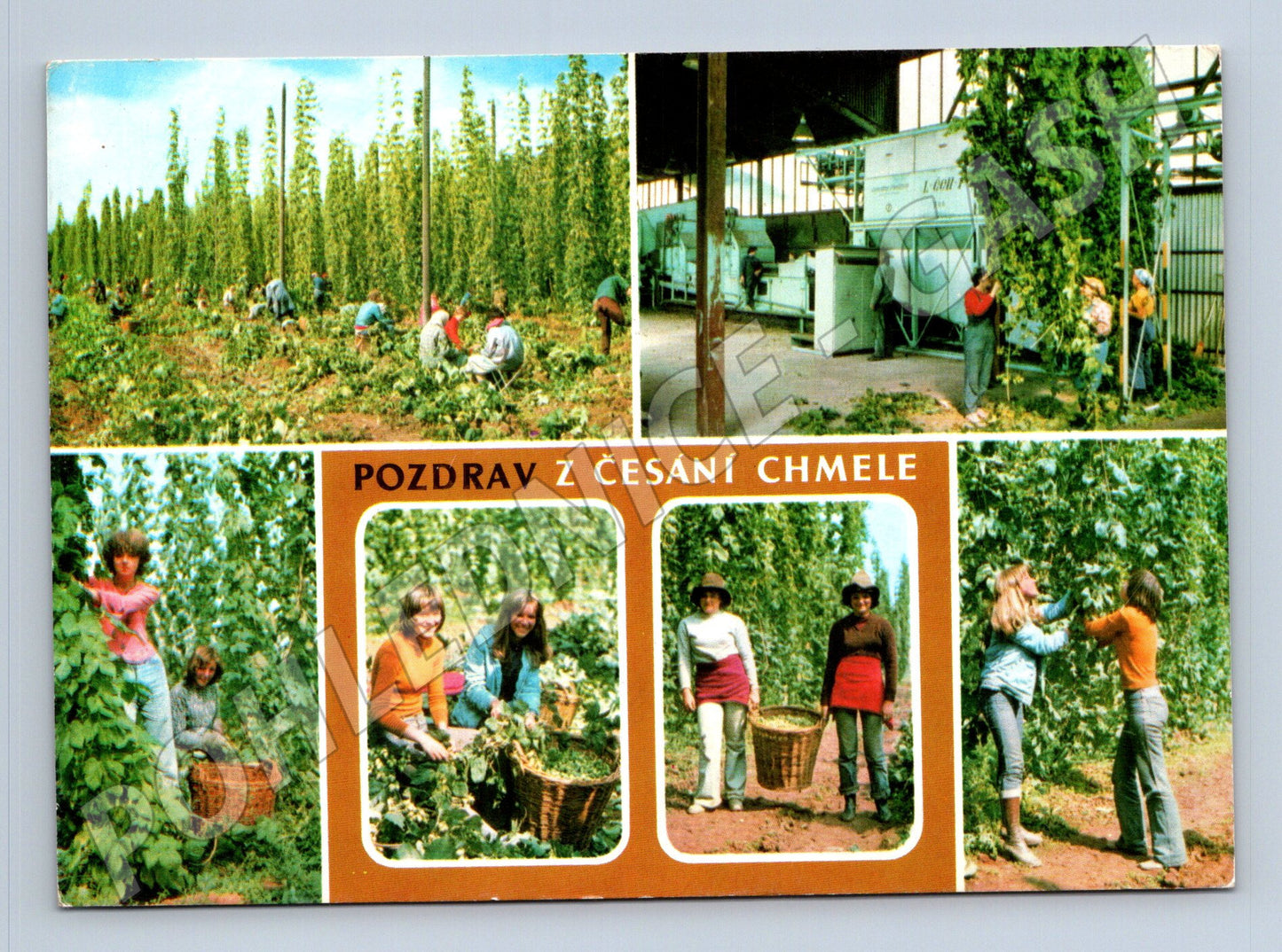 Pohlednice česání chmele sklizeň 1988 (M23928)