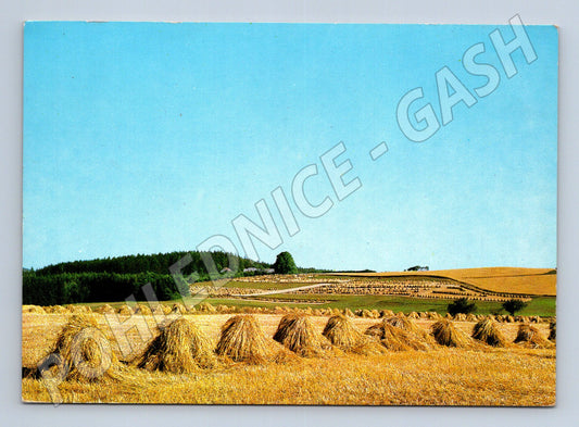 Pohlednice krajina se snopy obilí (M23989)