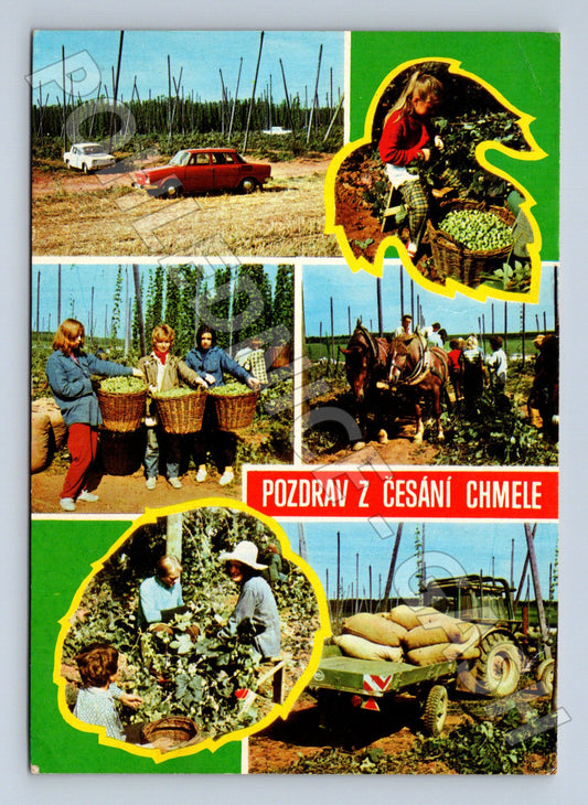 Pohlednice česání chmele (M24056)