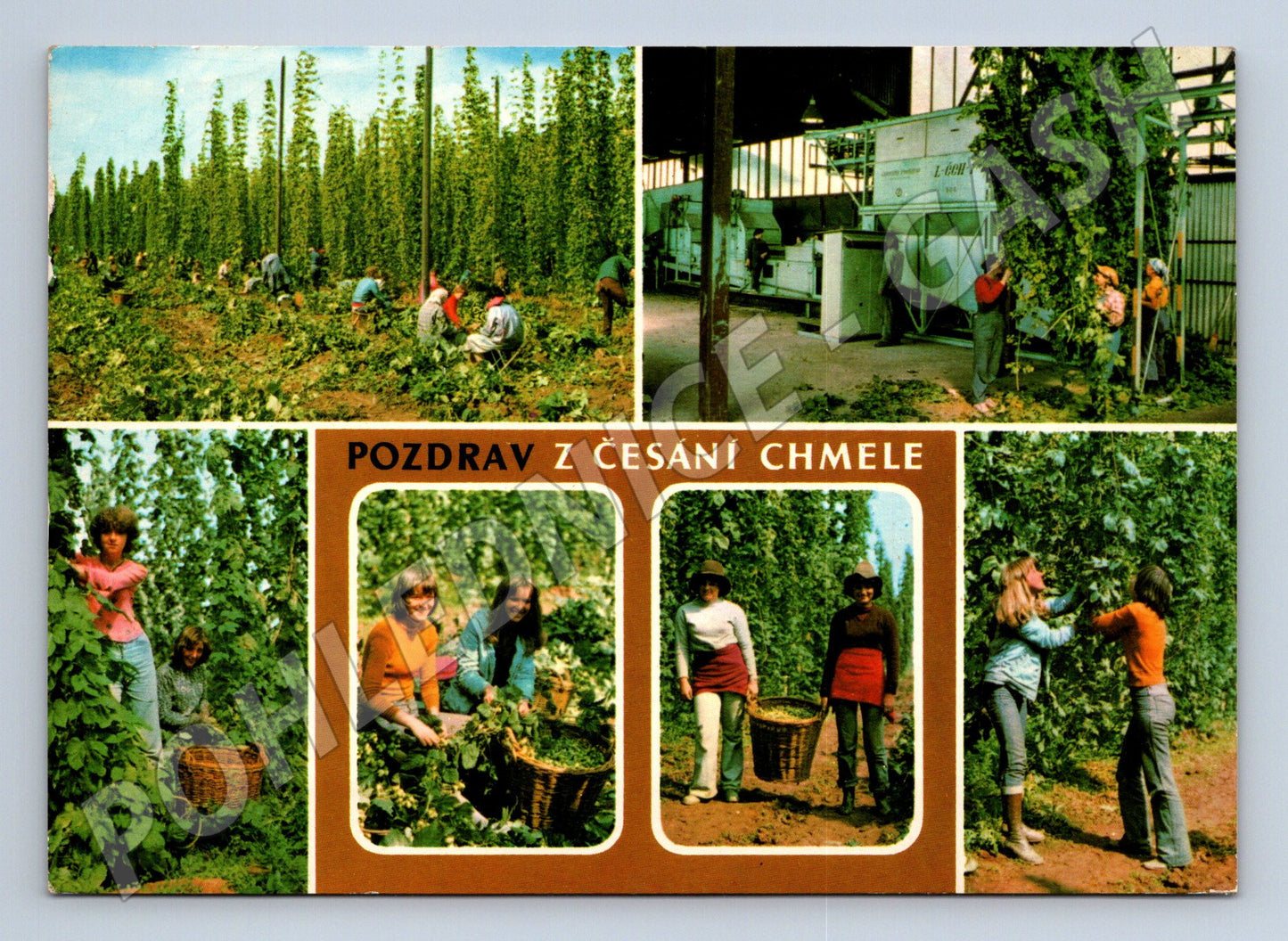 Pohlednice česání chmele 1975 (M24057)