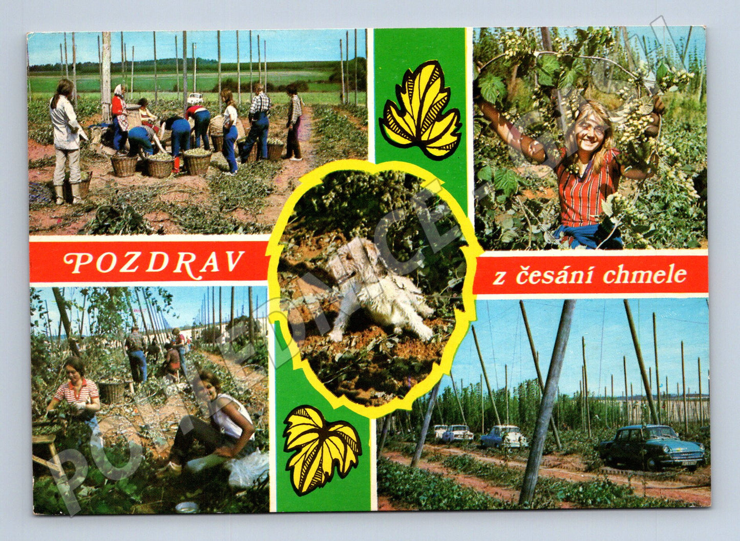Pohlednice česání chmele 1977 (M24075)