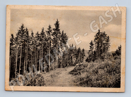 Pohlednice lesni cesta 1915 (M24108)