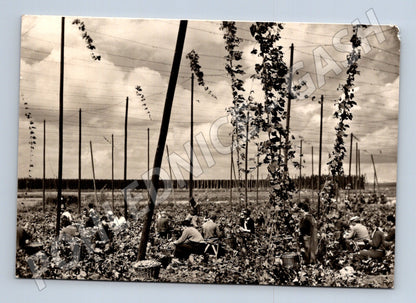 Pohlednice česání chmele (M24136)