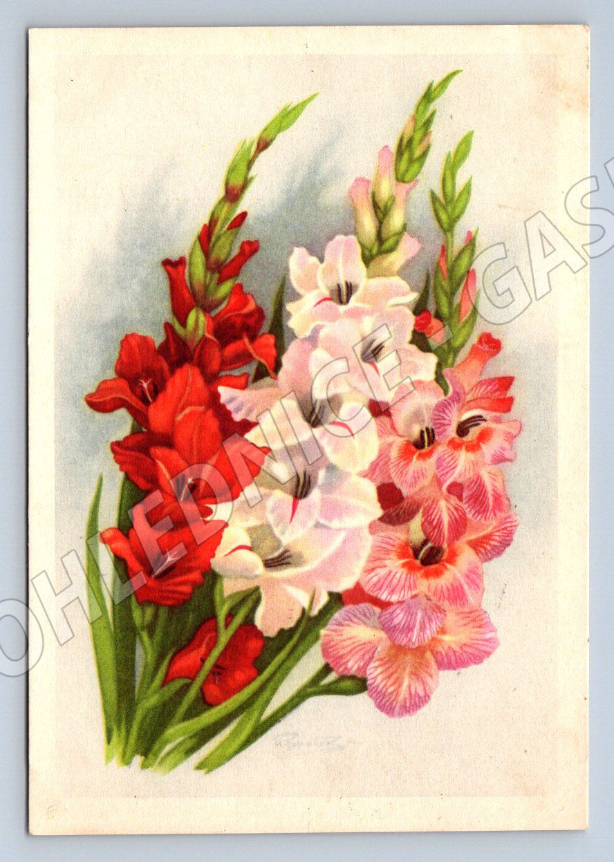 Sovětská pohlednice 1958 gladioly (M2419)