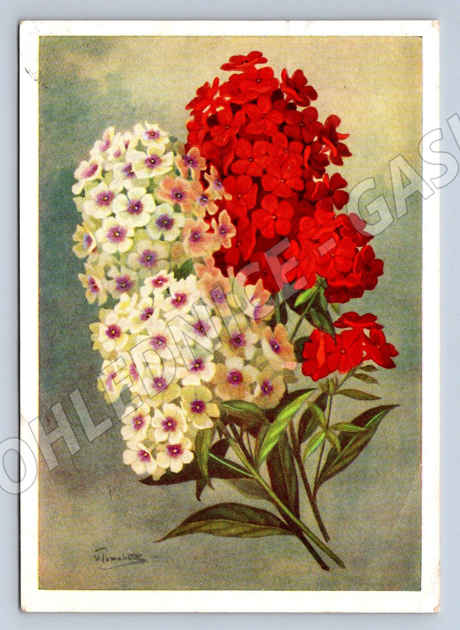 Sovětská pohlednice květiny 1958 I. Romanov (M2426)