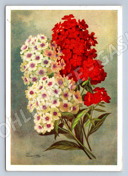 Sovětská pohlednice květiny 1958 I. Romanov (M2426)