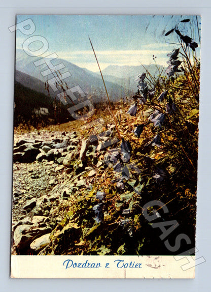 Pohlednice Slovensko Tatry květy 1937 (M24266)