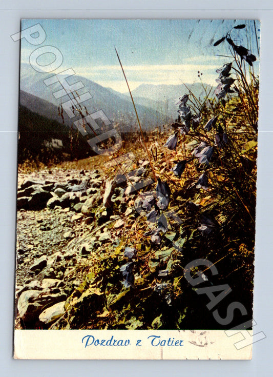 Pohlednice Slovensko Tatry květy 1937 (M24266)