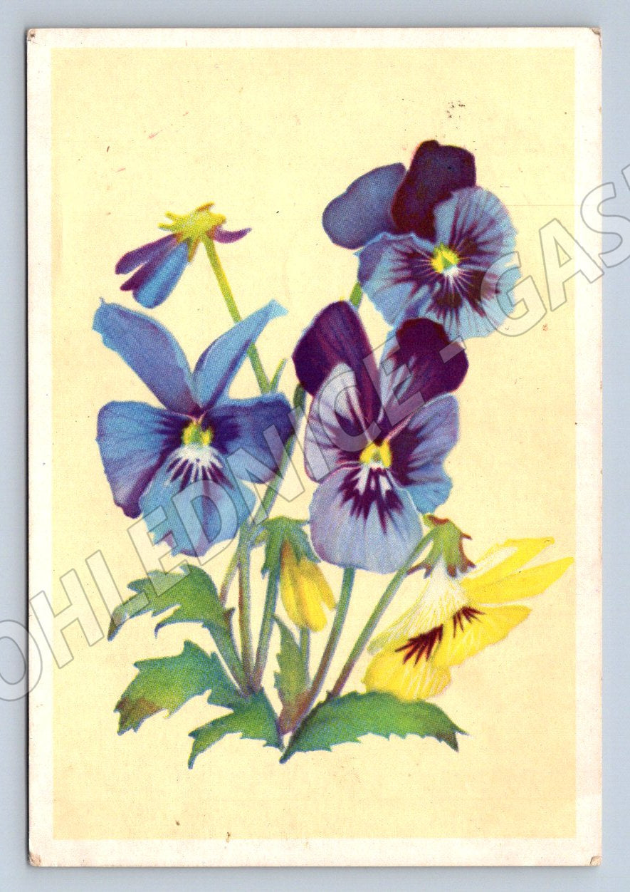 SSSR 1959 macešky ručně psaná (M2429)