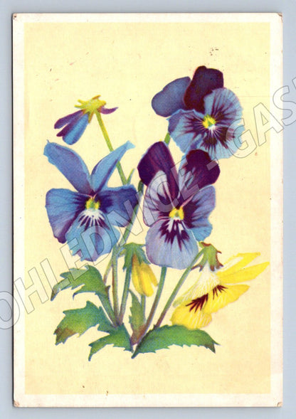 SSSR 1959 macešky ručně psaná (M2429)