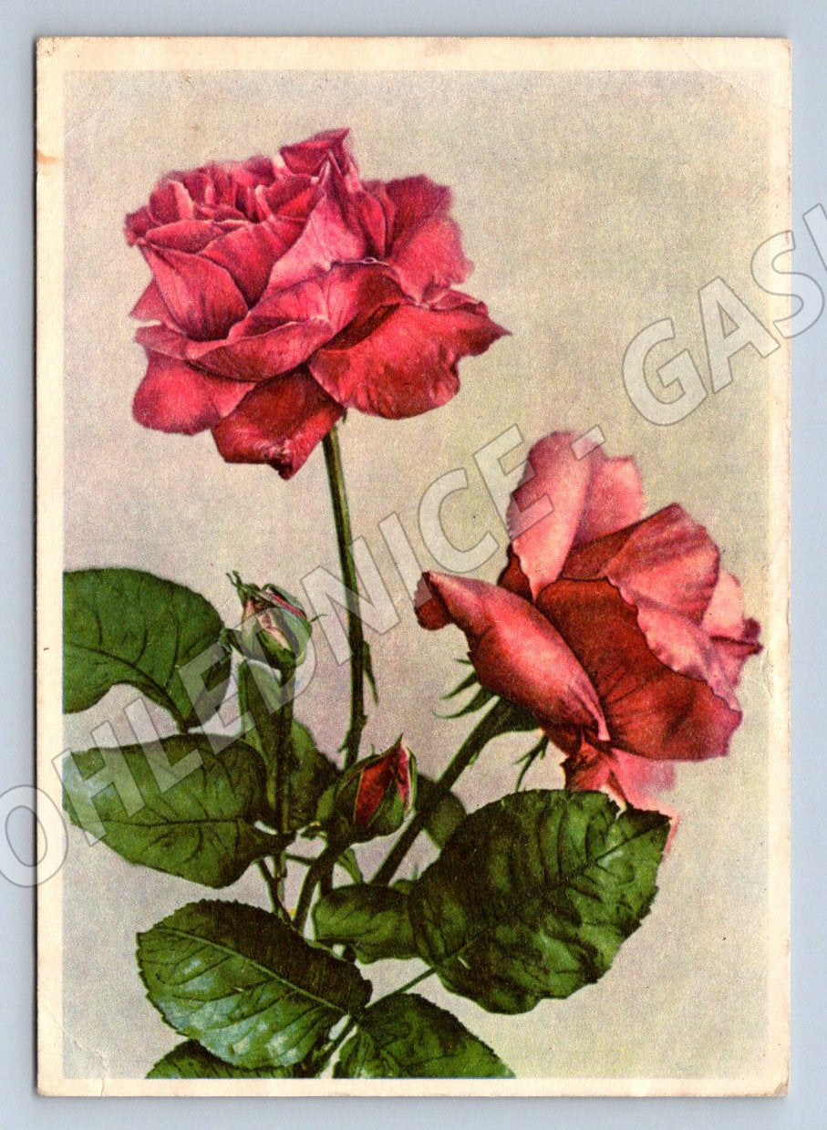 SSSR 1958 růže azbuka (M2436)