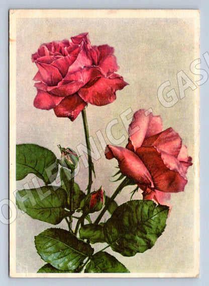 SSSR 1958 růže azbuka (M2436)