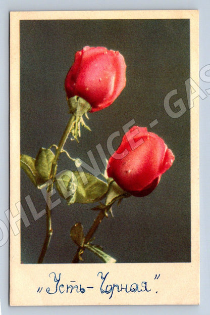 Budapešť vintage červené růže etnografie (M2438)