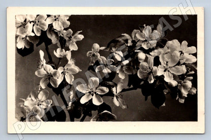 ČB květy ruční ruský text (M2439)