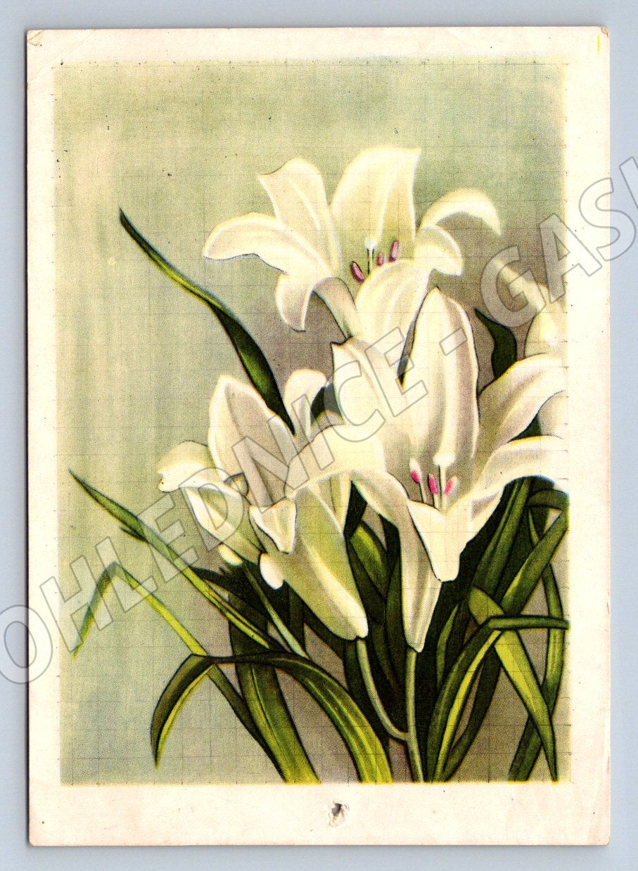 Bílé lilie ruský text 1950 (M2440)