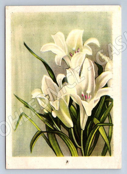 Bílé lilie ruský text 1950 (M2440)