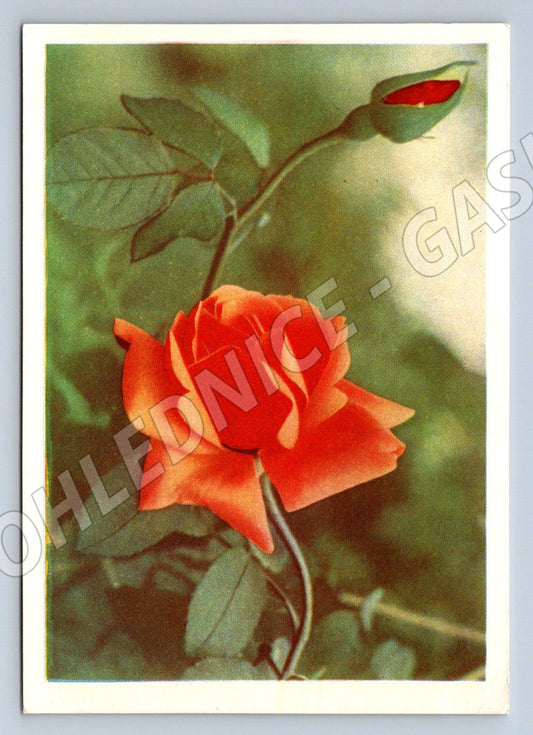 Ukrajina SSSR červená růže vintage (M2441)
