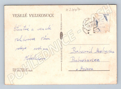 Pohlednice Velikonoční motiv s narcisy a vajíčky 1976 (M24417)