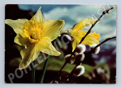Pohlednice Velikonoce narcisy kočičky 1977 (M24435)
